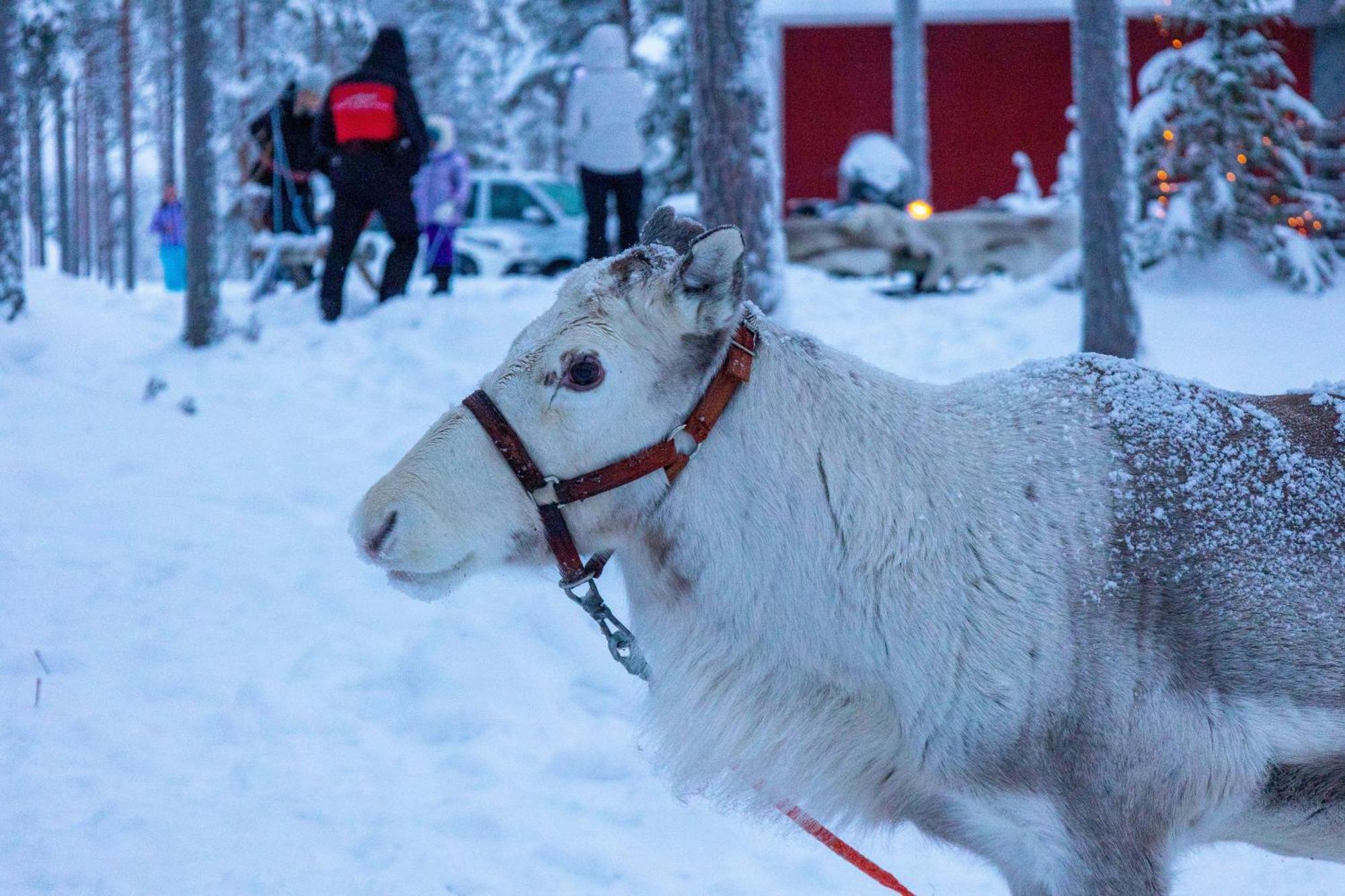 Skyfire Village Igloos * Rovaniemi